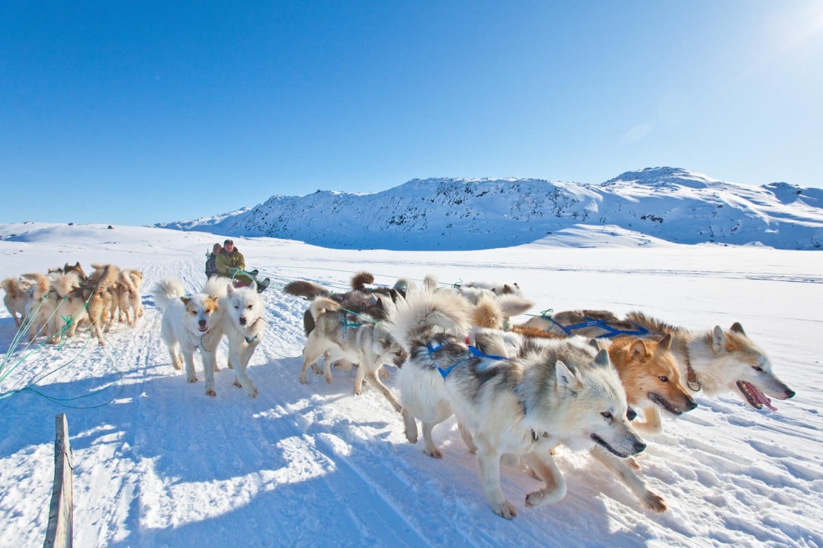 Back To Nature Dog Food Back To Nature Dog Food