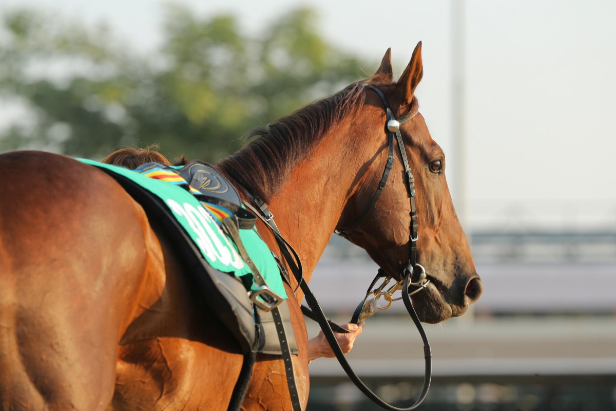 Able Friend is out to lock in international plans in the Stewards' Cup.