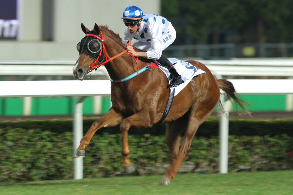 Contentment, lining up in the Hong Kong Classic Cup, is one of the most exciting horses around with three wins in four starts.