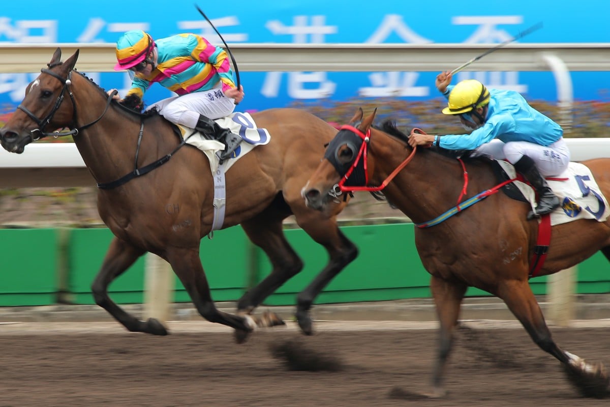 Even before Sunday's win by Super Jockey on the dirt, trainers had been sounded out by Jockey Club officials about whether they wanted to start in the US$2 million Group One Dubai Golden Shaheen should they win the Class One.