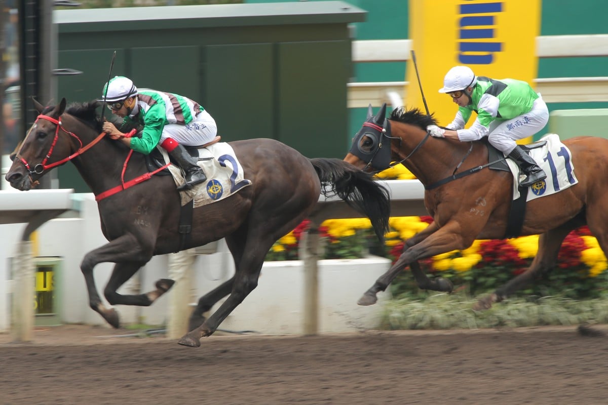 Sledge Hammer wins comfortably at his first start at 1,650m. Photo: Kenneth Chan