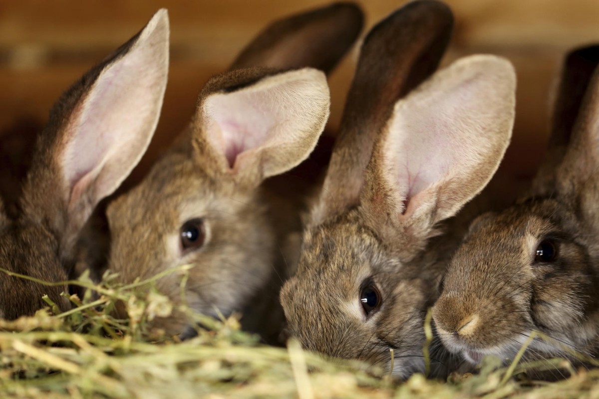 Gut stasis in rabbits - what an owner needs to know | Post Magazine ...