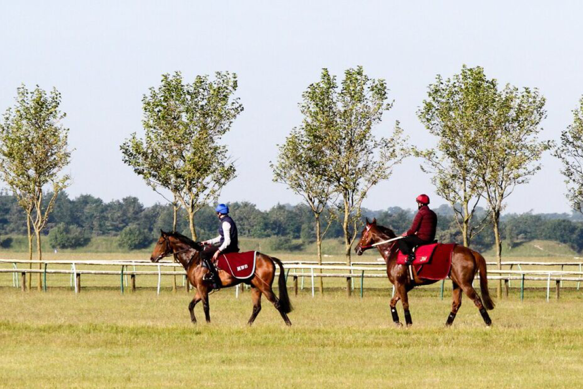 Able Friend and Thomas Yeung head out for their first look at the Newmarket training tracks, following behind Michael Bell-trained three-year-old My Strategy and Louis Steward. Photo: HKJC 