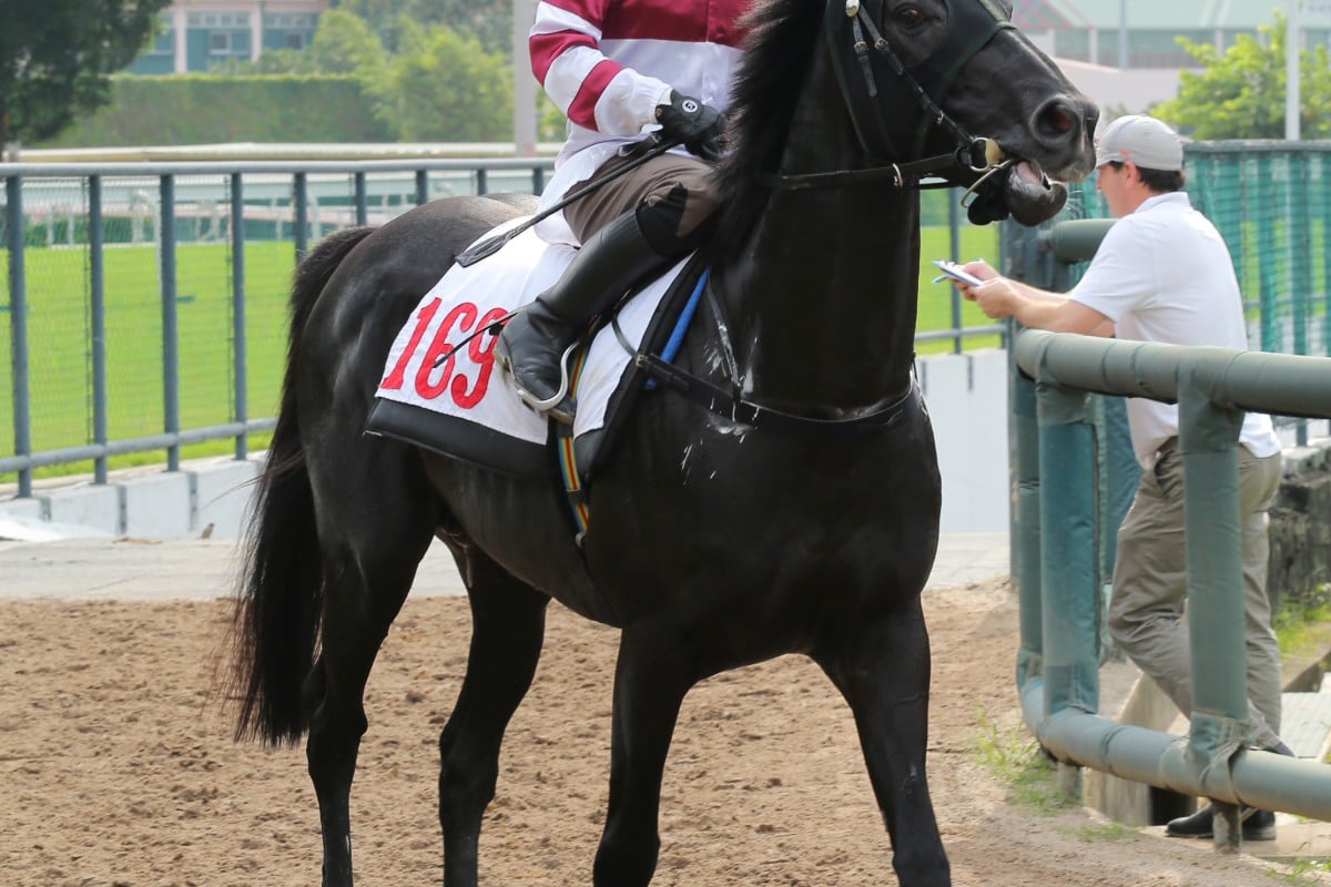 Dominant is nominated for champion stayer, despite having not won a race.