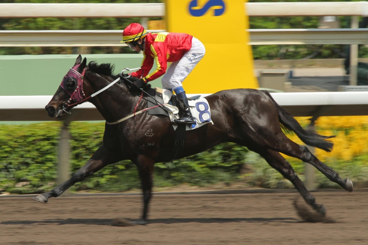 Tianhuang wins on dirt in July and looks hard to beat on the all-weather track on Wednesday night. Photo: Kenneth Chan
