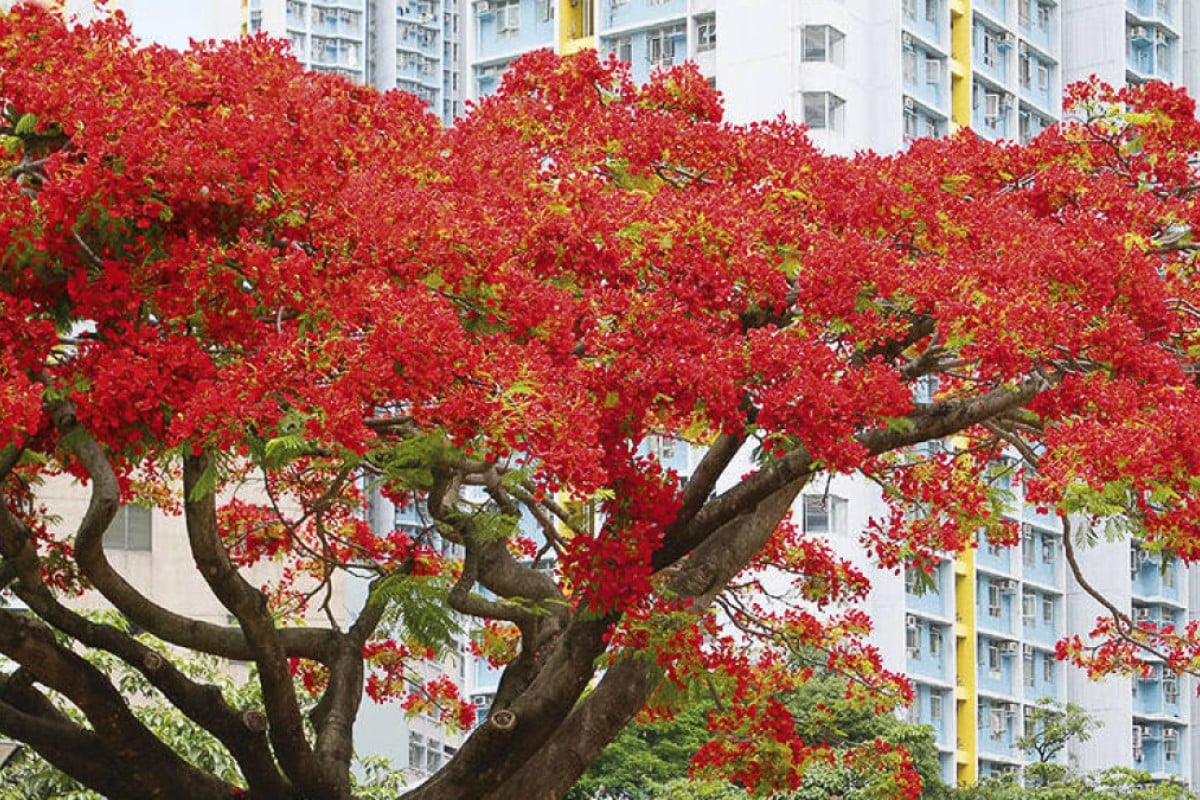 Hong Kong’s flame of the forest trees muchloved but relatively recent