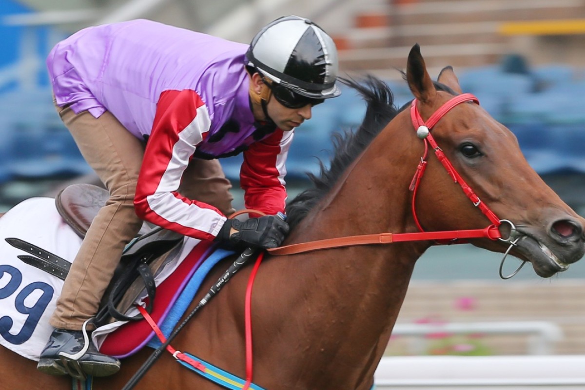 Perpetual Joyance looks well placed to win a couple of races before the season is out. Photo: Kenneth Chan