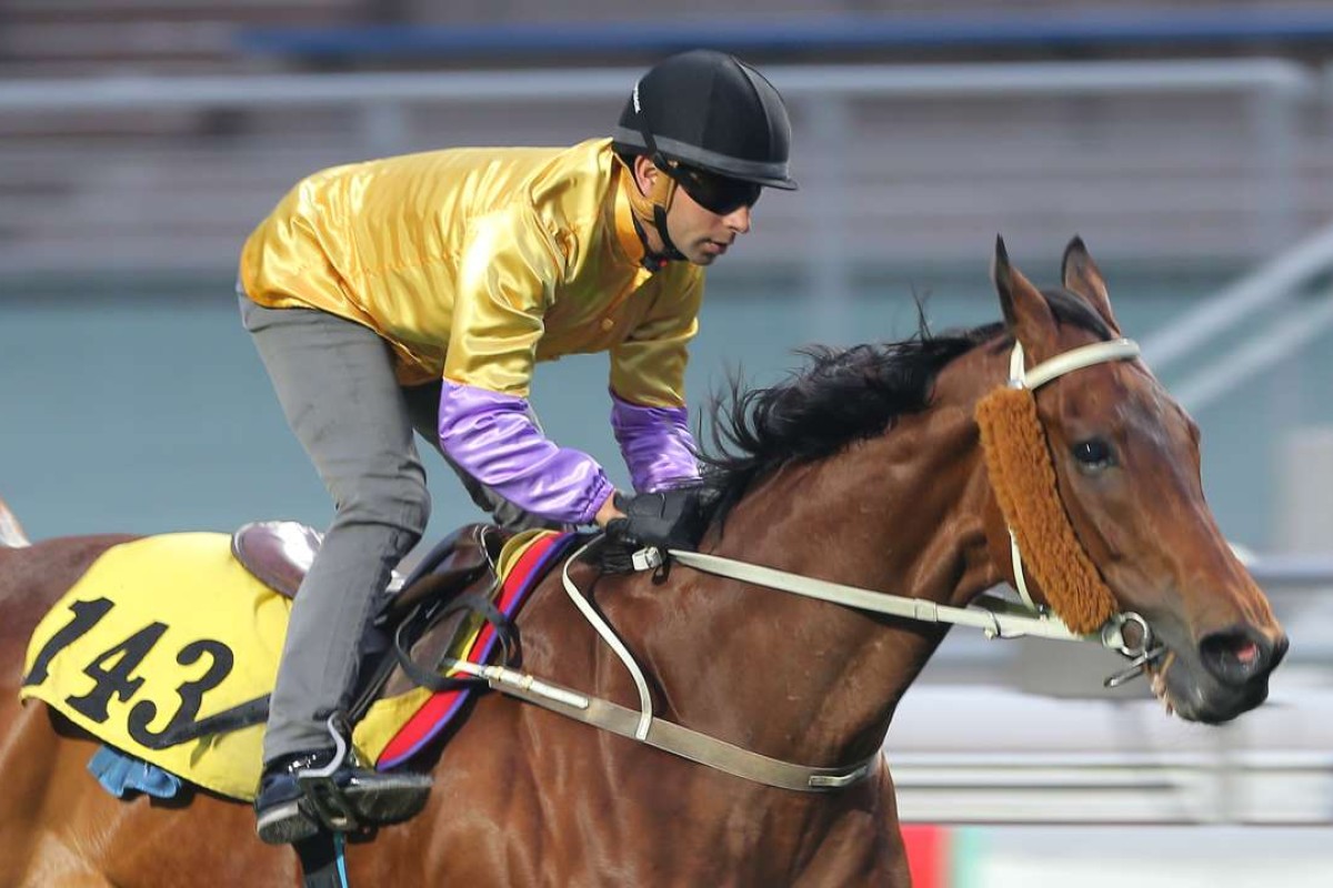 Peniaphobia looks ready to go one better in the Golden Shaheen after a strong turf trial on Tuesday morning. Photo: Kenneth Chan