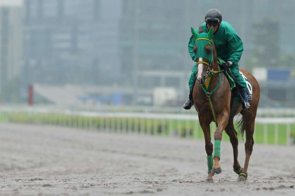 The 2016 QEII Cup runner Nuovo Record trotting on a very wet all-weather track at Sha Tin on Monday morning. Photos: Kenneth Chan