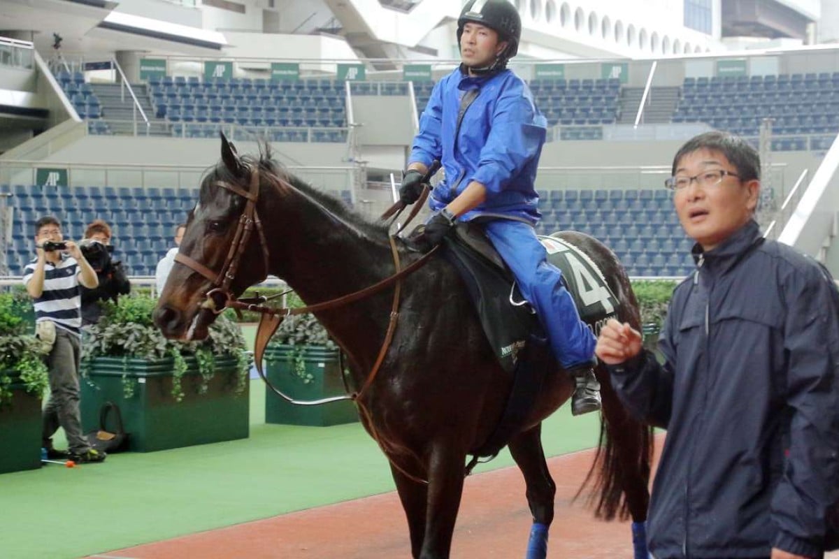 Japanese raider Satono Crown is schooled in the parade ring after a gallop on the turf at Sha Tin on Friday as trainer Noriyuki Hori accompanies his charge. Photos: Kenneth Chan