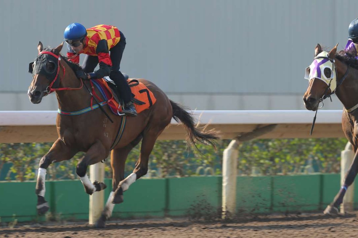 Blinkers bring the best out of Bond Elegance in a recent trial and the three-year-old looks well placed in a straight race on debut on Sunday at Sha Tin. Photos: Kenneth Chan