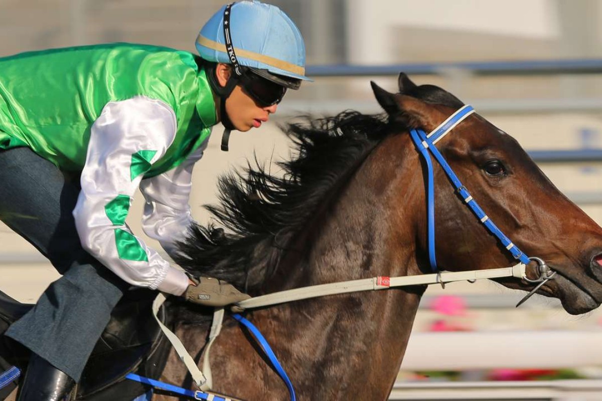 Everyday Lettuce is one of the more ridiculous racehorse names of recent times. The name is a case of a direct translation from Chinese gone wrong. Photos: Kenneth Chan.