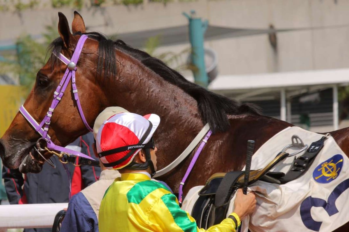 Joao Moreira takes the staddle off Bravo Watchman, who is a big horse. A saddle isn’t the only thing he’s had removed. Photos: Kenneth Chan