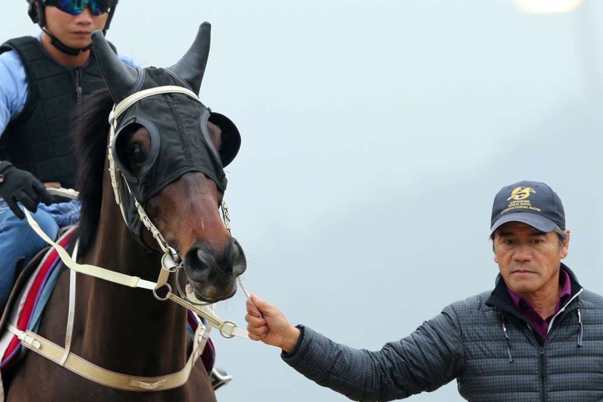Tony Cruz leads Pakistan Star on to the track at Sha Tin. He hopes his four-year-old can do the talking in Sunday’s Audemars Piguet QE II Cup. Photos: Kenneth Chan