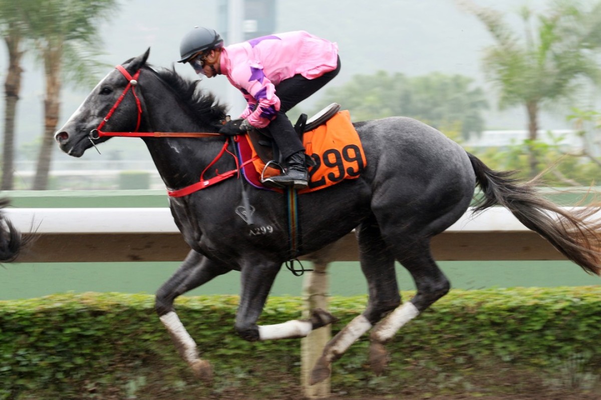 Hot King Prawn finishes last in his trial on May 5 but the youngster’s superior speed should shine through on Saturday. Photos: Kenneth Chan.