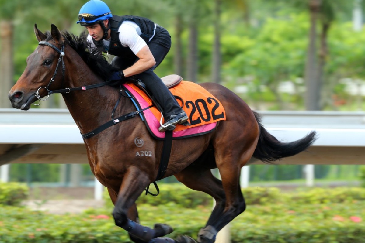 Amazing works on the dirt on Thursday morning for jockey Neil Callan. Photos: Kenneth Chan.