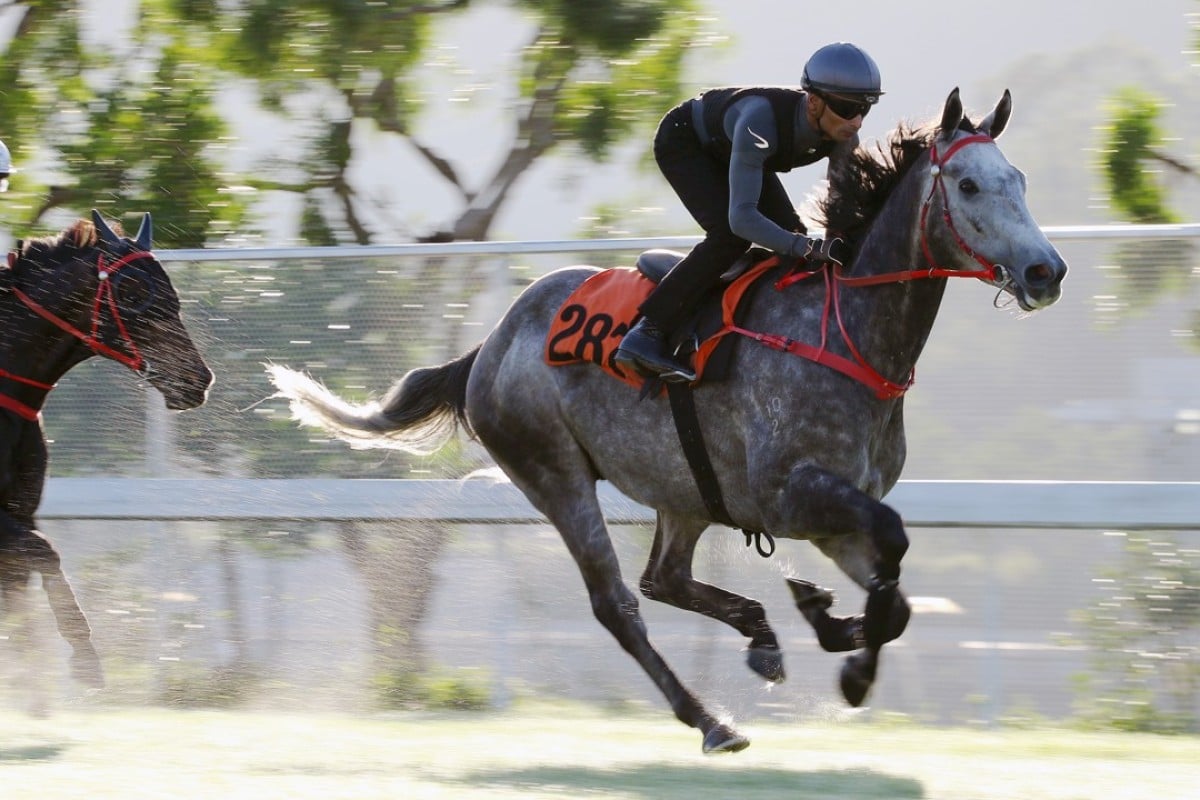 Fifty Fifty works nicely on the Sha Tin turf on Tuesday. Photos: Kenneth Chan.