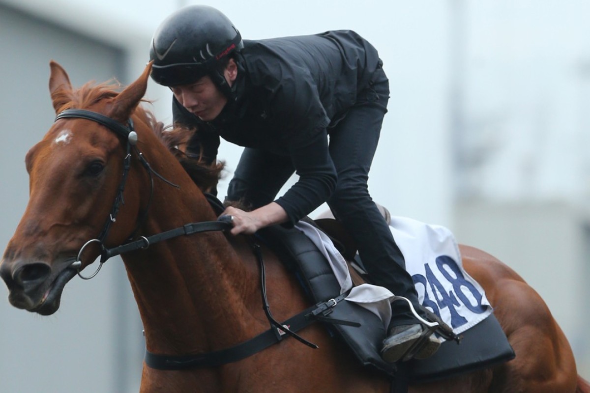 Eddy Lai gallops Sharpmind at trackwork. Photo: Kenneth Chan