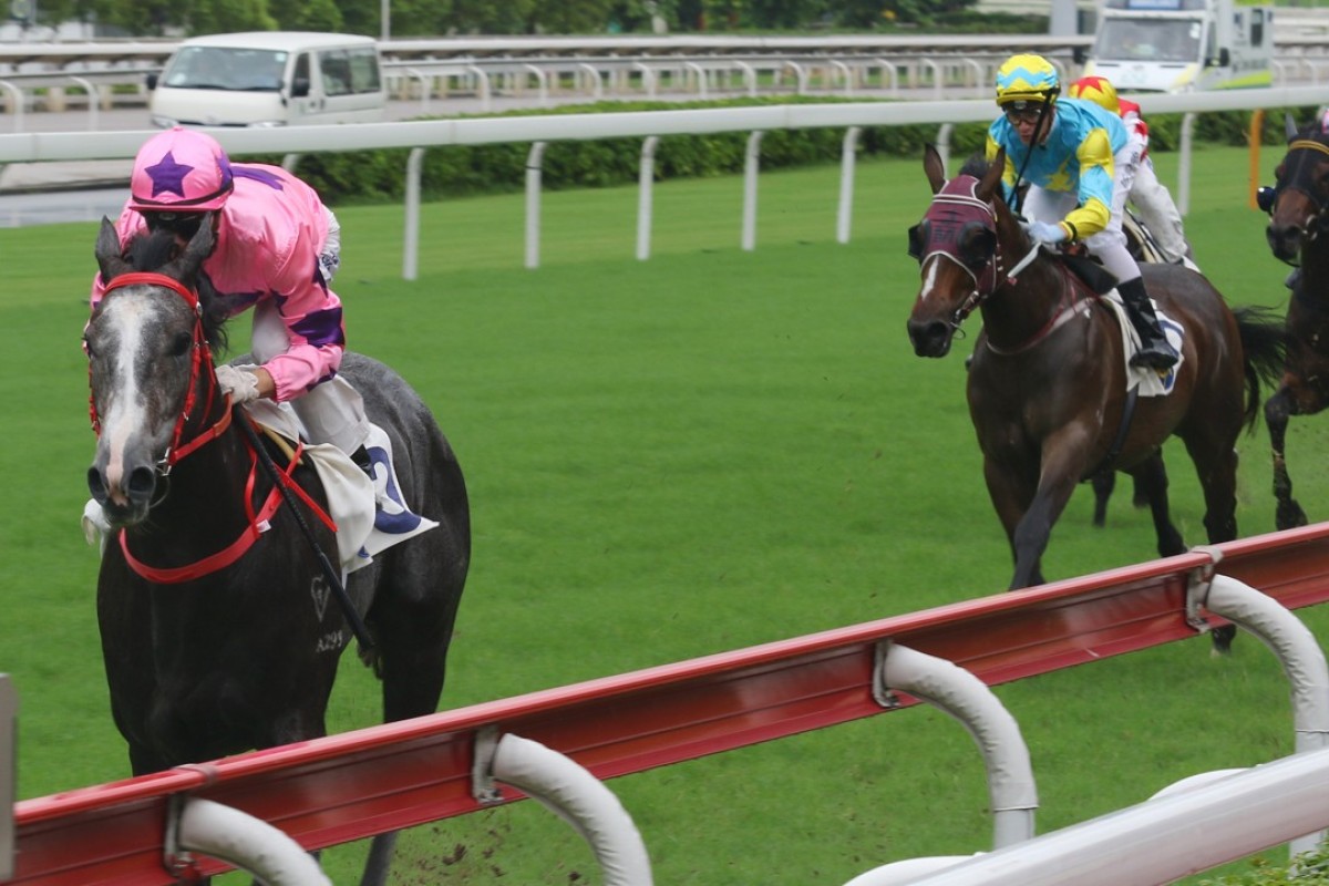 Hot King Prawn was a dominant winner of a griffin race in June. Photos: Kenneth Chan.