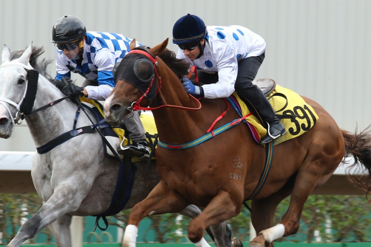 Contentment (right) finishes second to Silverfield in a barrier trial at Sha Tin on Friday. Photos: Kenneth Chan