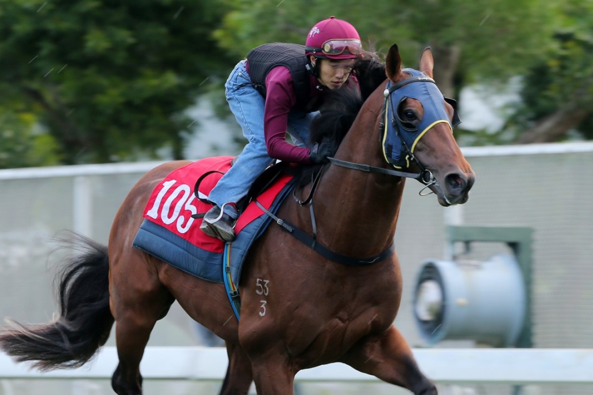 Good Standing gallops at Sha Tin on Thursday morning. Photos: Kenneth Chan