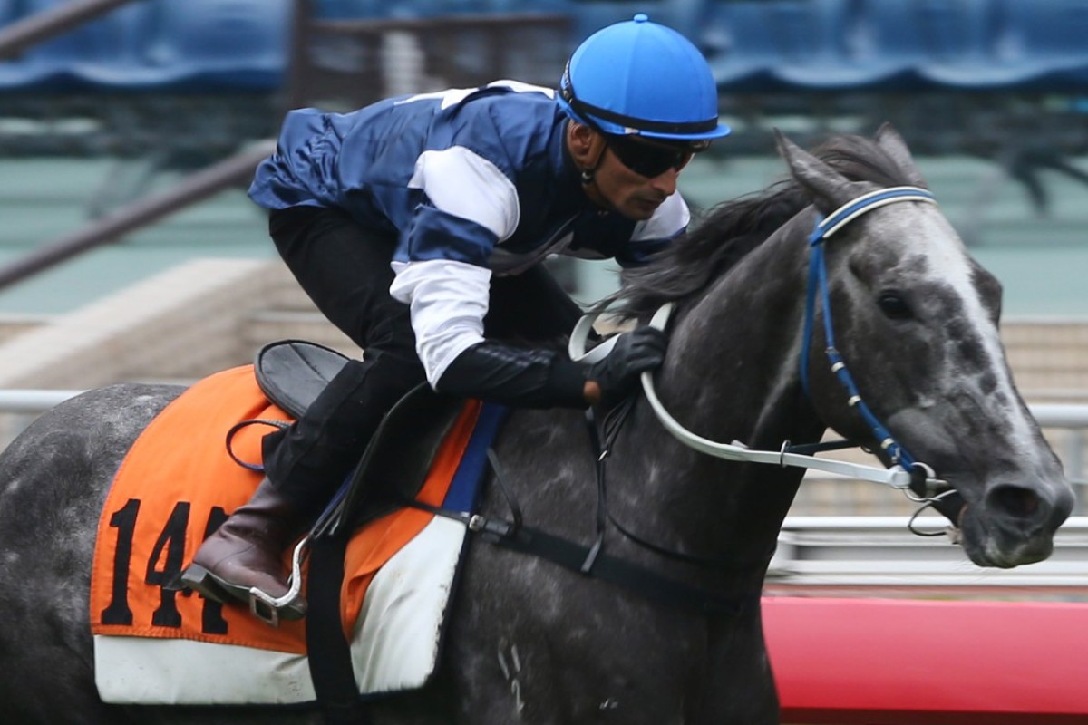 Karis Teetan guides The Judge to victory in a barrier trial in November. Photo: Kenneth Chan