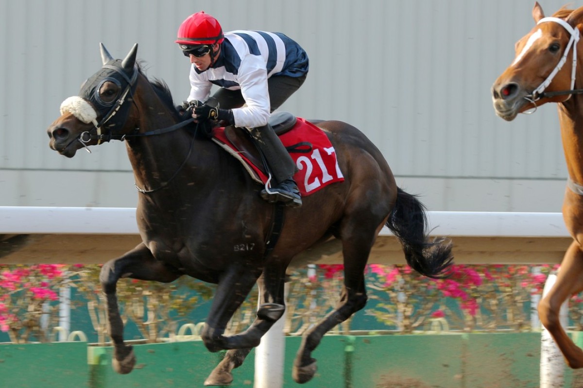 Harmony Hero trials at Sha Tin on March 23. Photos: Kenneth Chan.