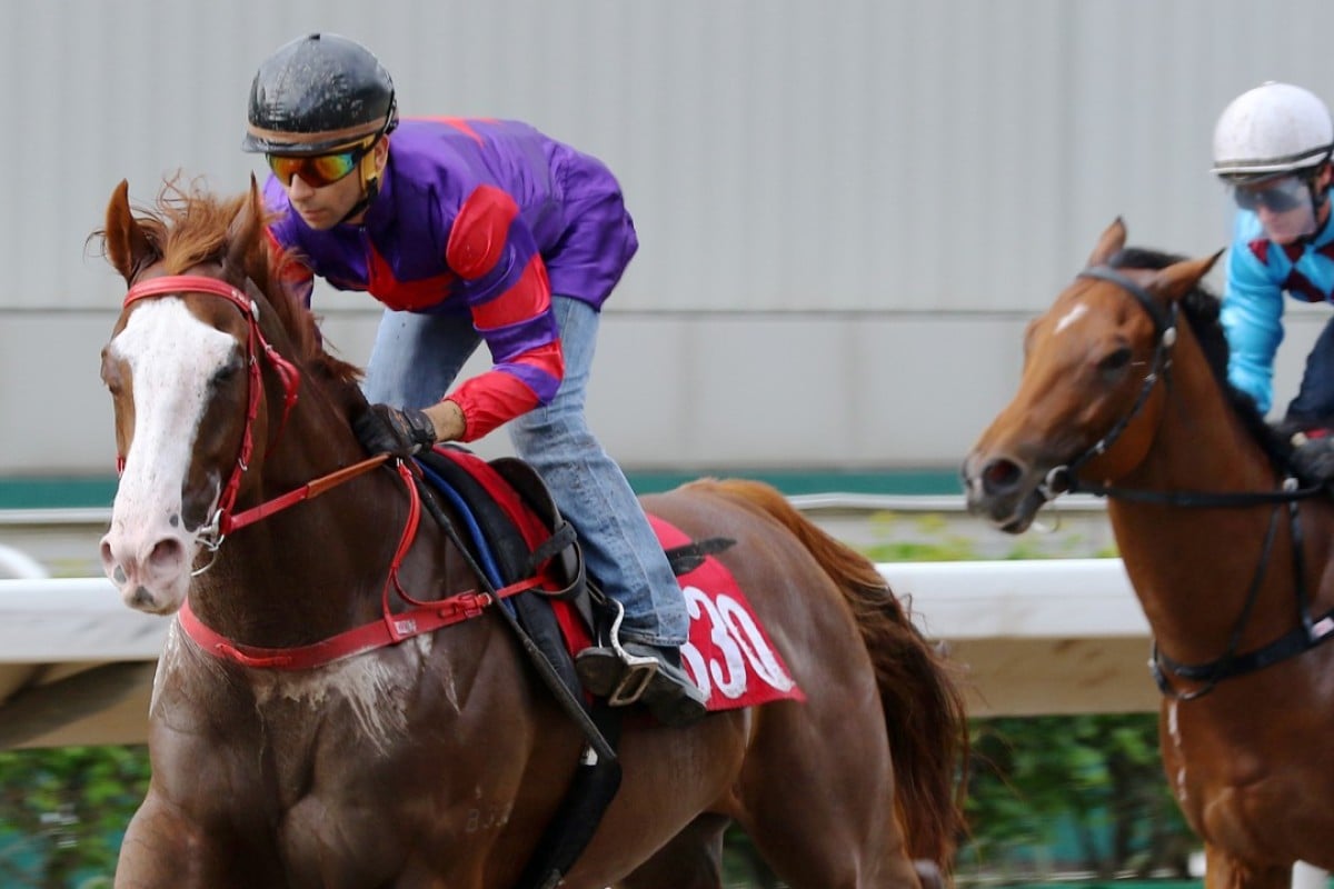 Solomon’s Bay cruises to a comfortable trial victory last week. Photo: Kenneth Chan