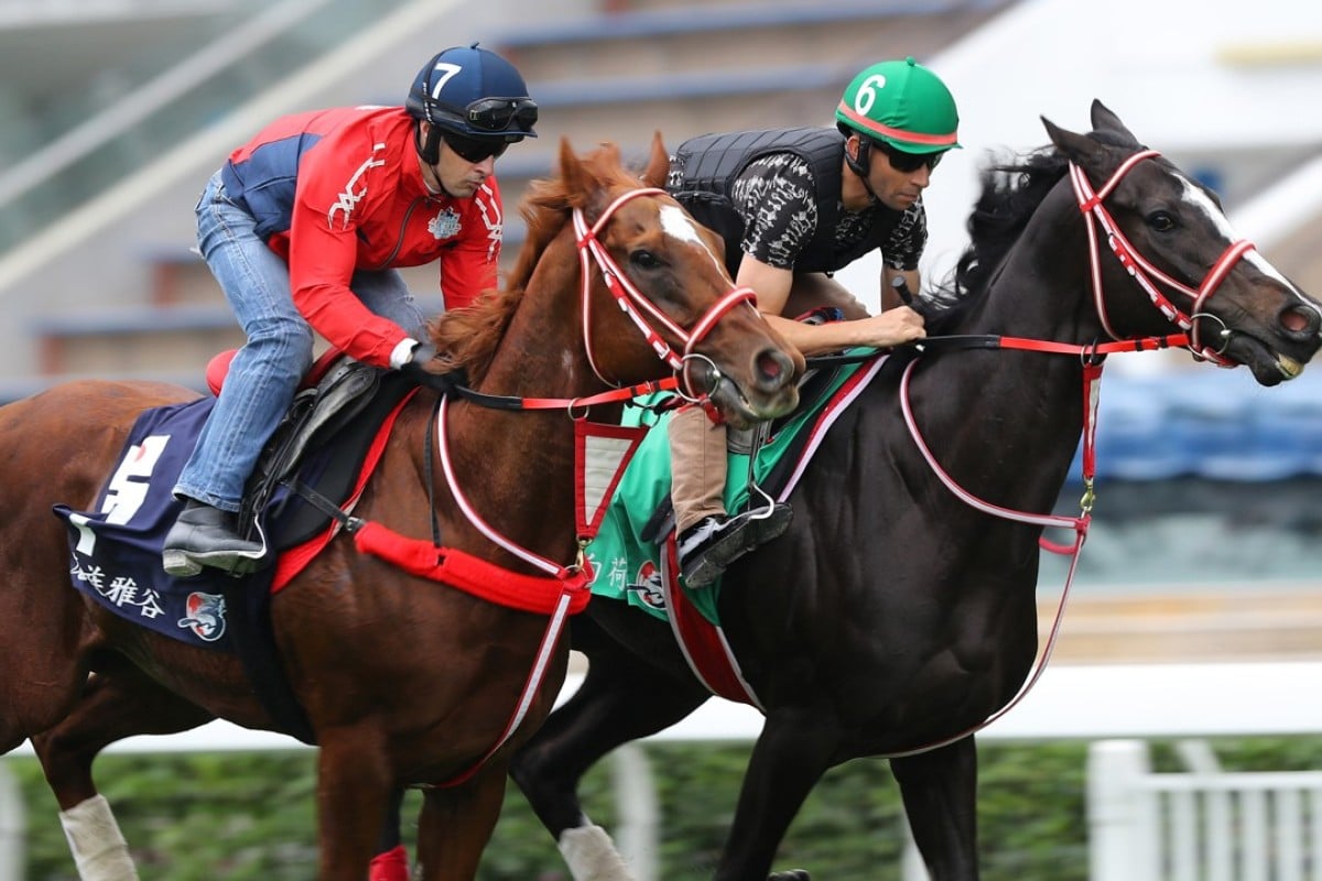 Mozu Ascot (left) and Lys Gracieux gallop at Sha Tin on Wednesday. Photos: Kenneth Chan