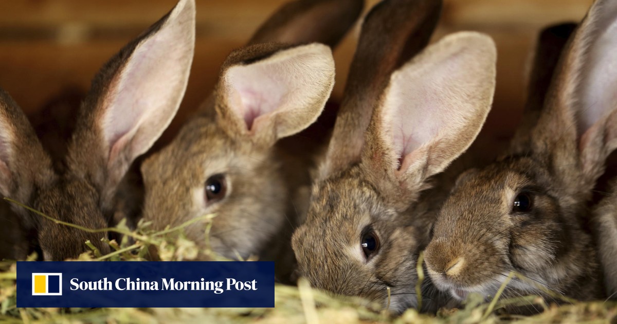 Gut stasis in rabbits what an owner needs to know Post Magazine