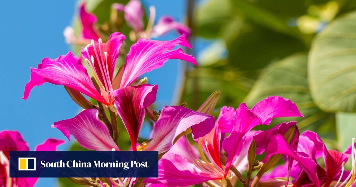 How the bauhinia flower became Hong Kong’s emblem Post Magazine