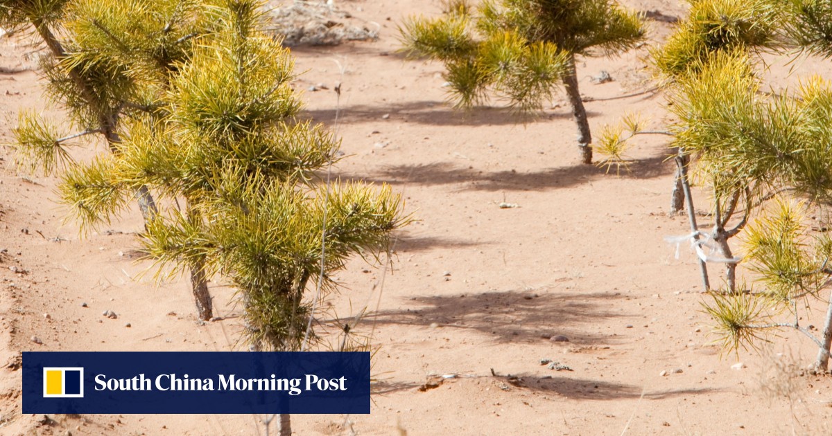 China’s Green Great Wall is on the front line of its fight against