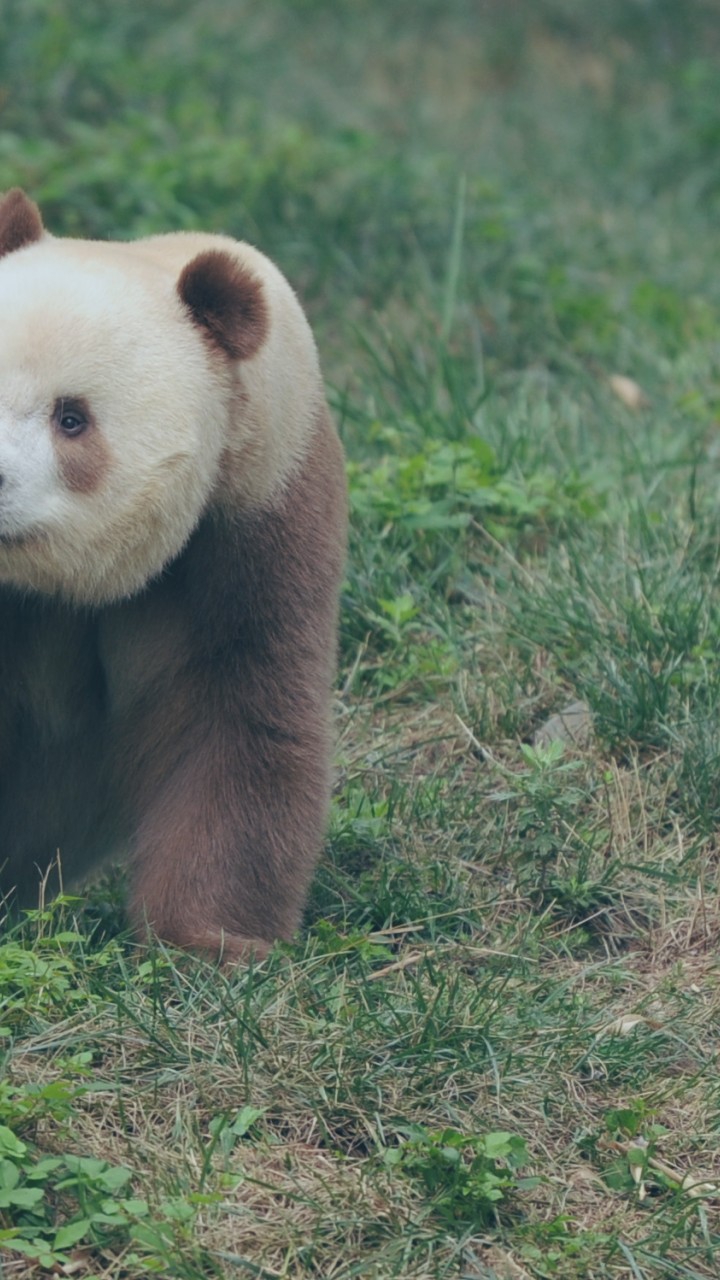 It S Not All Black And White For This Giant Panda Inkstone