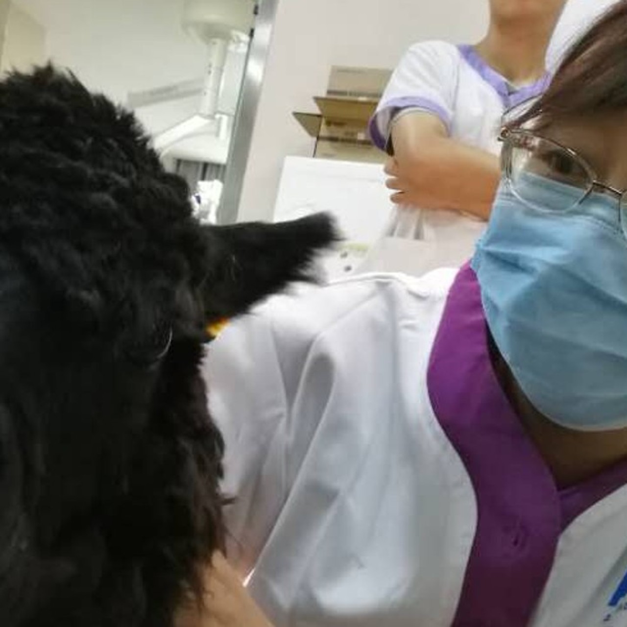 Injured Alpacas And Tortoises In Labour Life As A Vet For