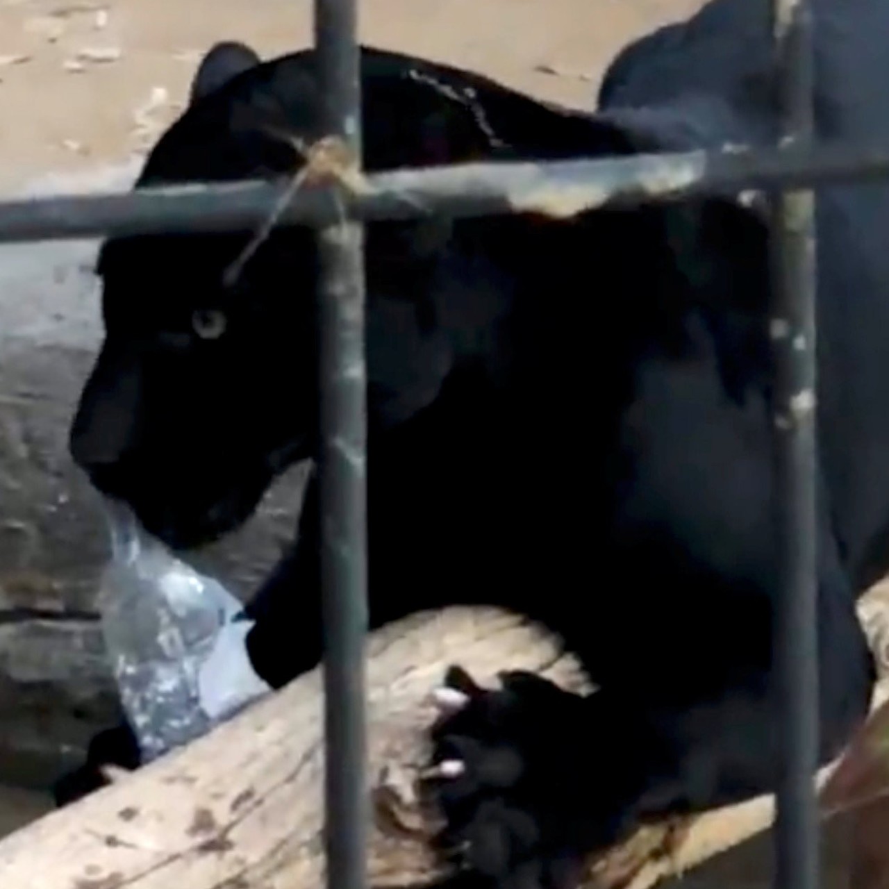 Black Jaguar Attacks Woman Who Climbed Over Barrier At
